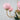 AUZUKA Chandelier Auzuka - Marshmallow Chandelier Ceiling Light with Pink Shades